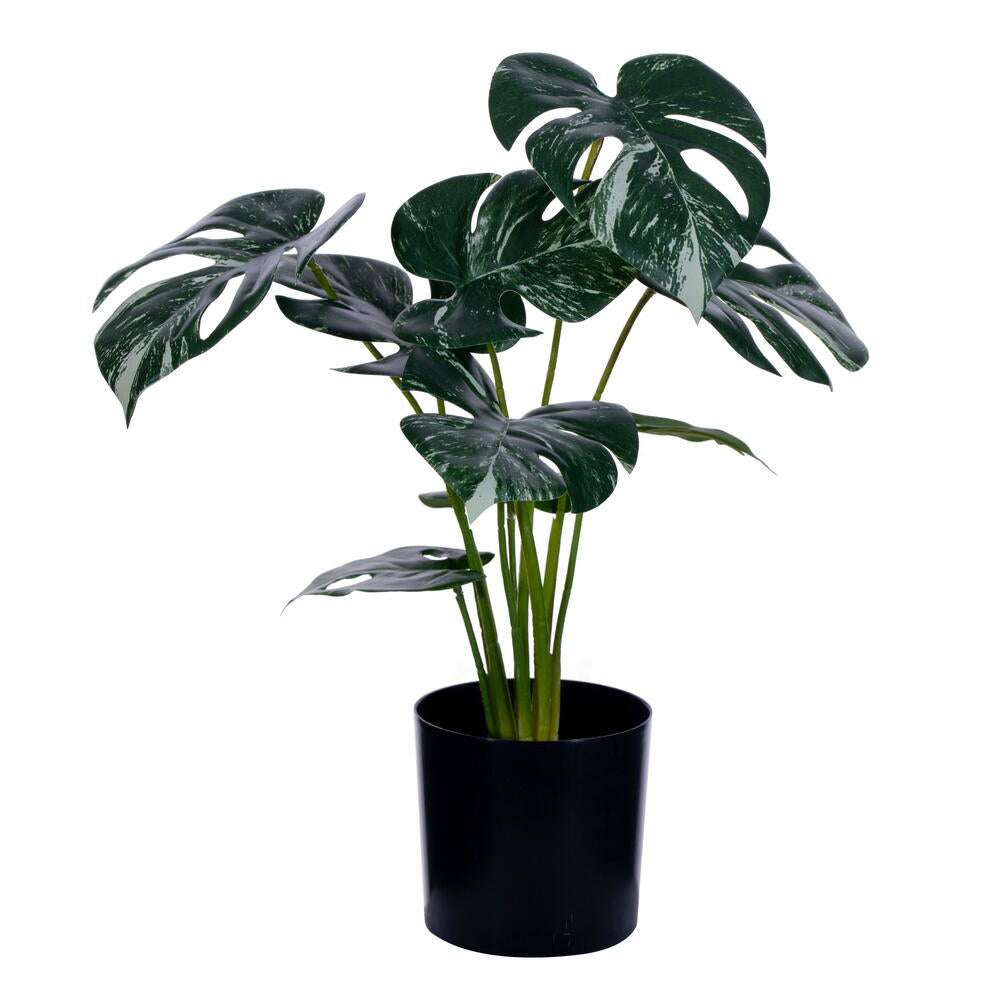15” Green Potted Monstera Plant