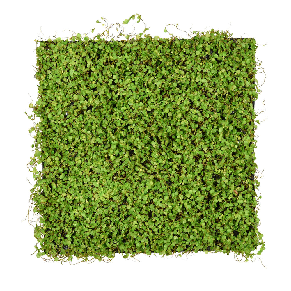 Vickerman 20” Green Leaves Square Mat - FS190801