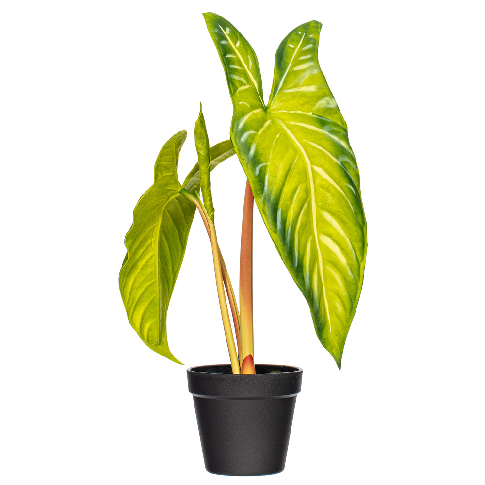 17″ Green Alocasia Frydek Potted