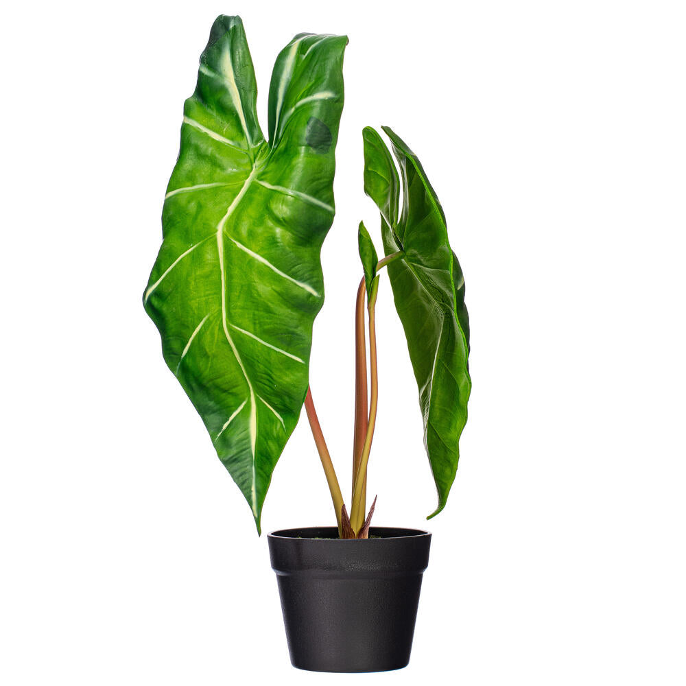 24″ Green Alocasia Zebrina Potted