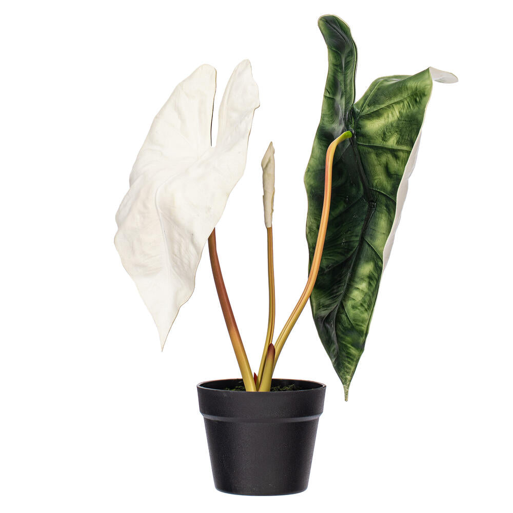 26″ Green Alocasia Sanderiana Potted