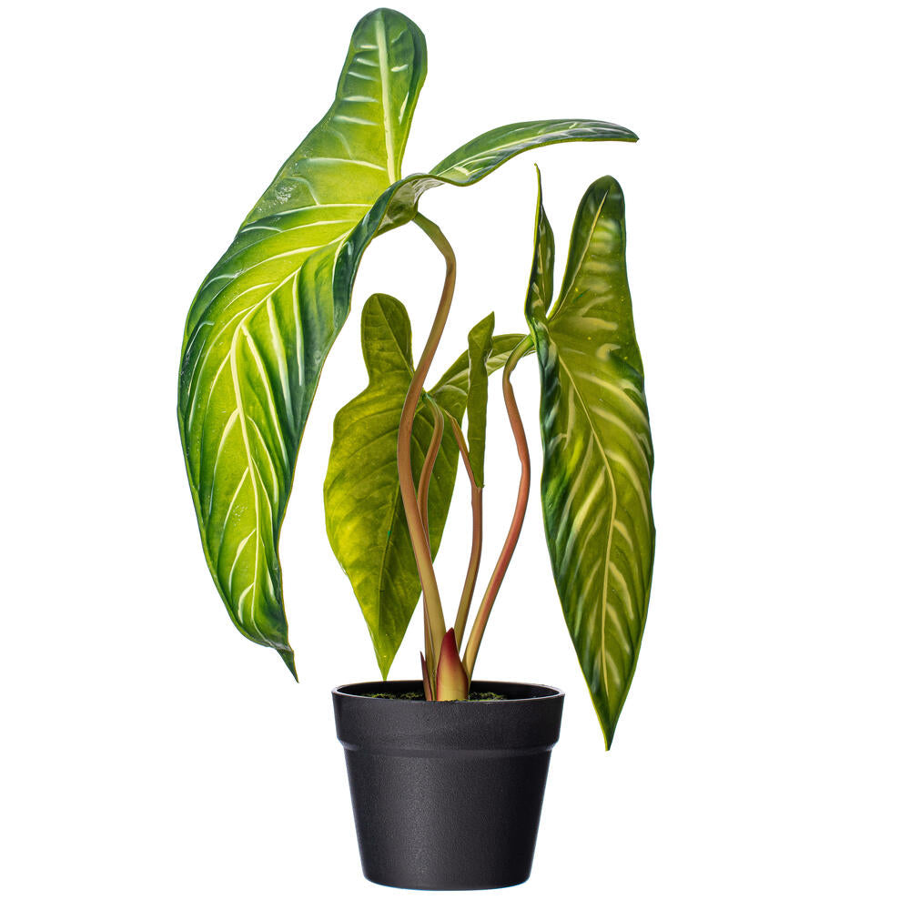 22” Green Alocasia Longiloba Potted