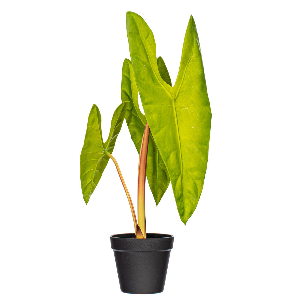 20″ Green Alocasia Aequiloba Potted
