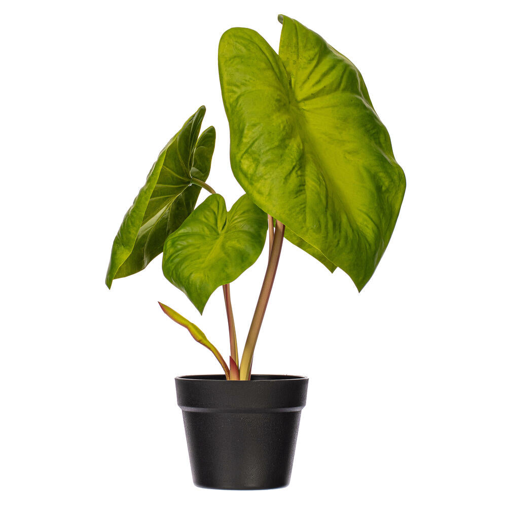 18” Green Alocasia Acuminata Potted