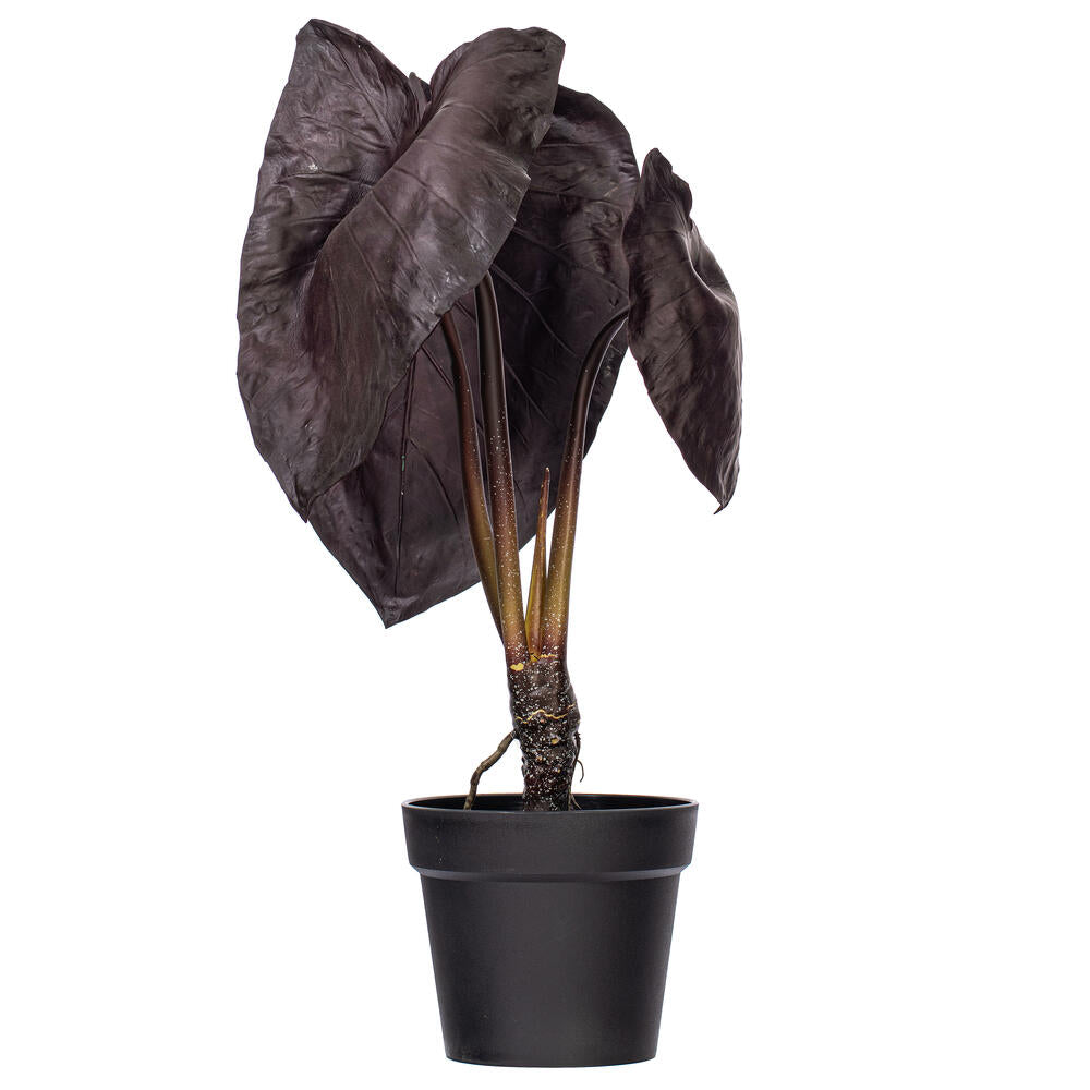 28” Alocasia Black Magic Potted