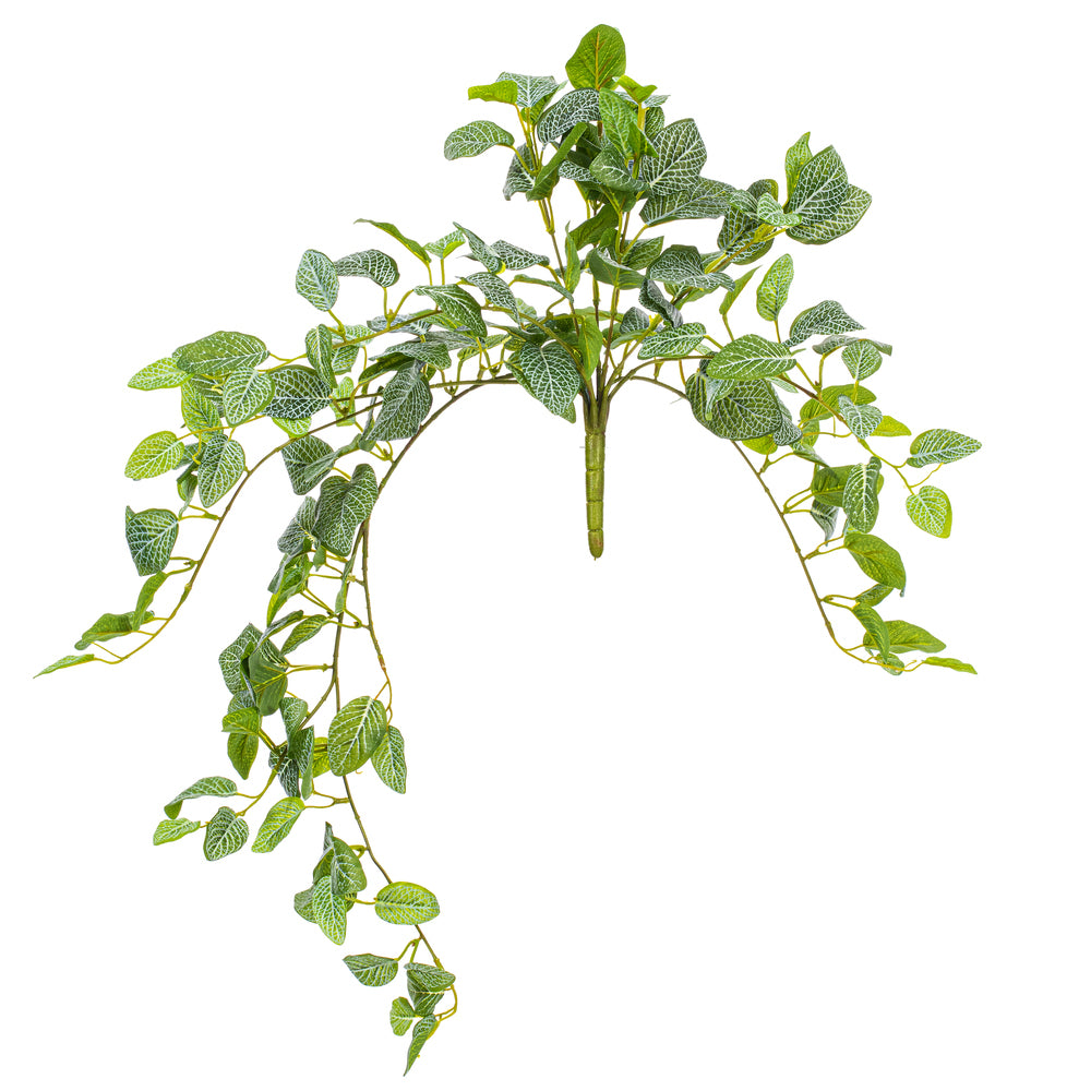 29” Green Fittonia Bush UV