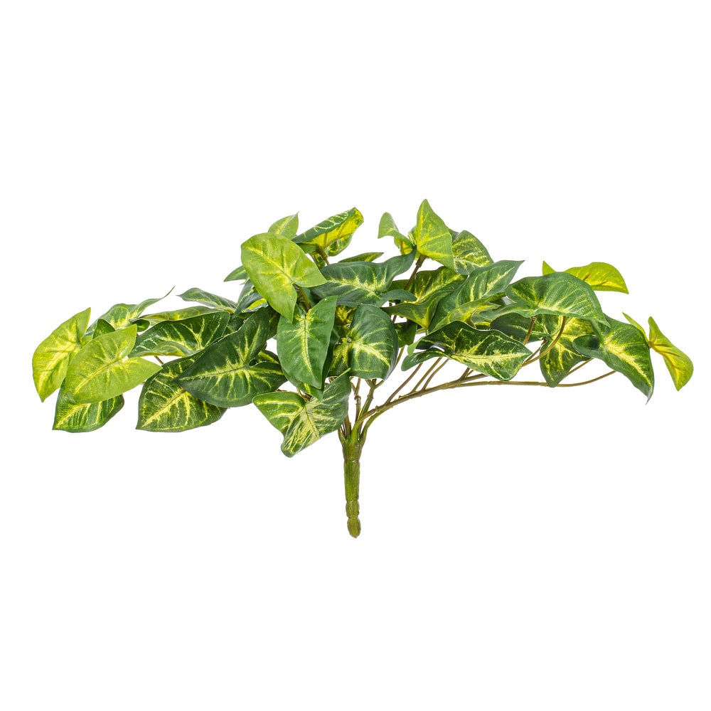 11” Syngonium Bush UV 2/Bag
