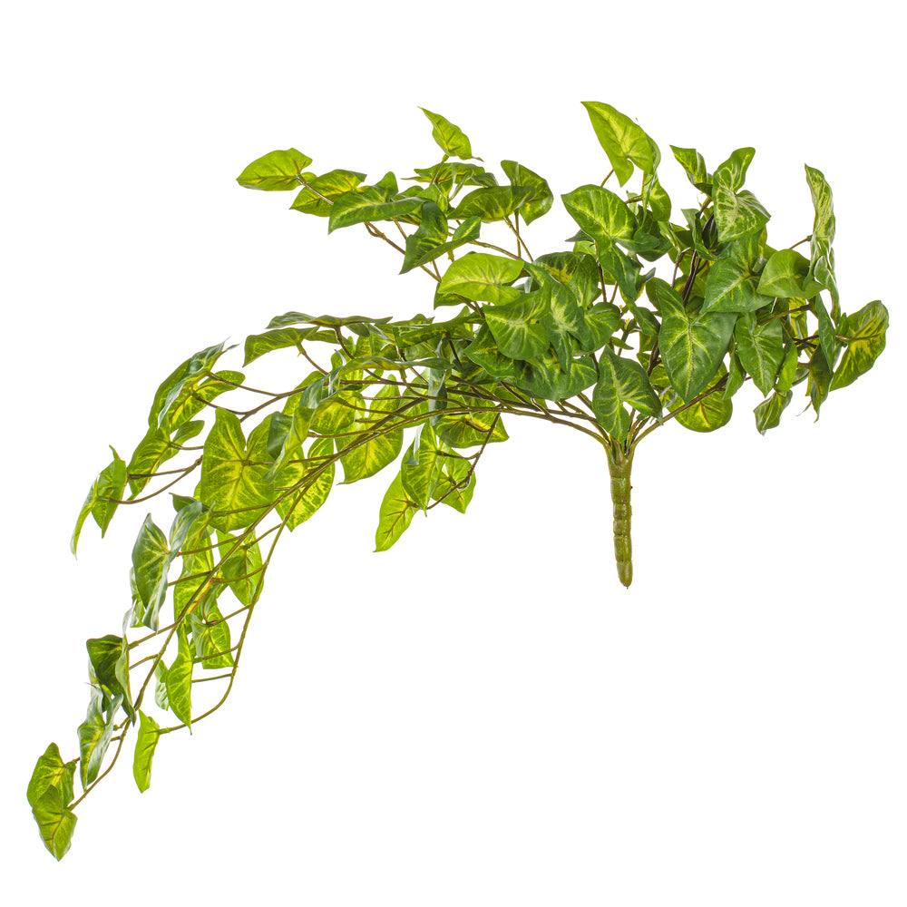25” Syngonium Bush UV