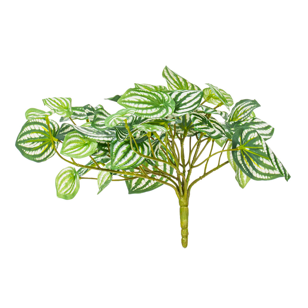 11” Watermelon Peperomia Bush UV 2/Bag