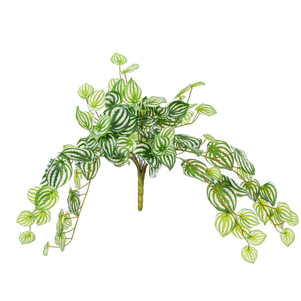 25” Watermelon Peperomia Bush UV