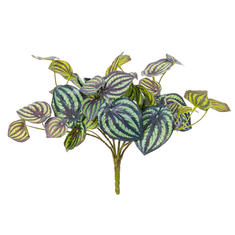 11” Peperomia Piccolo Bush UV 2/Bag