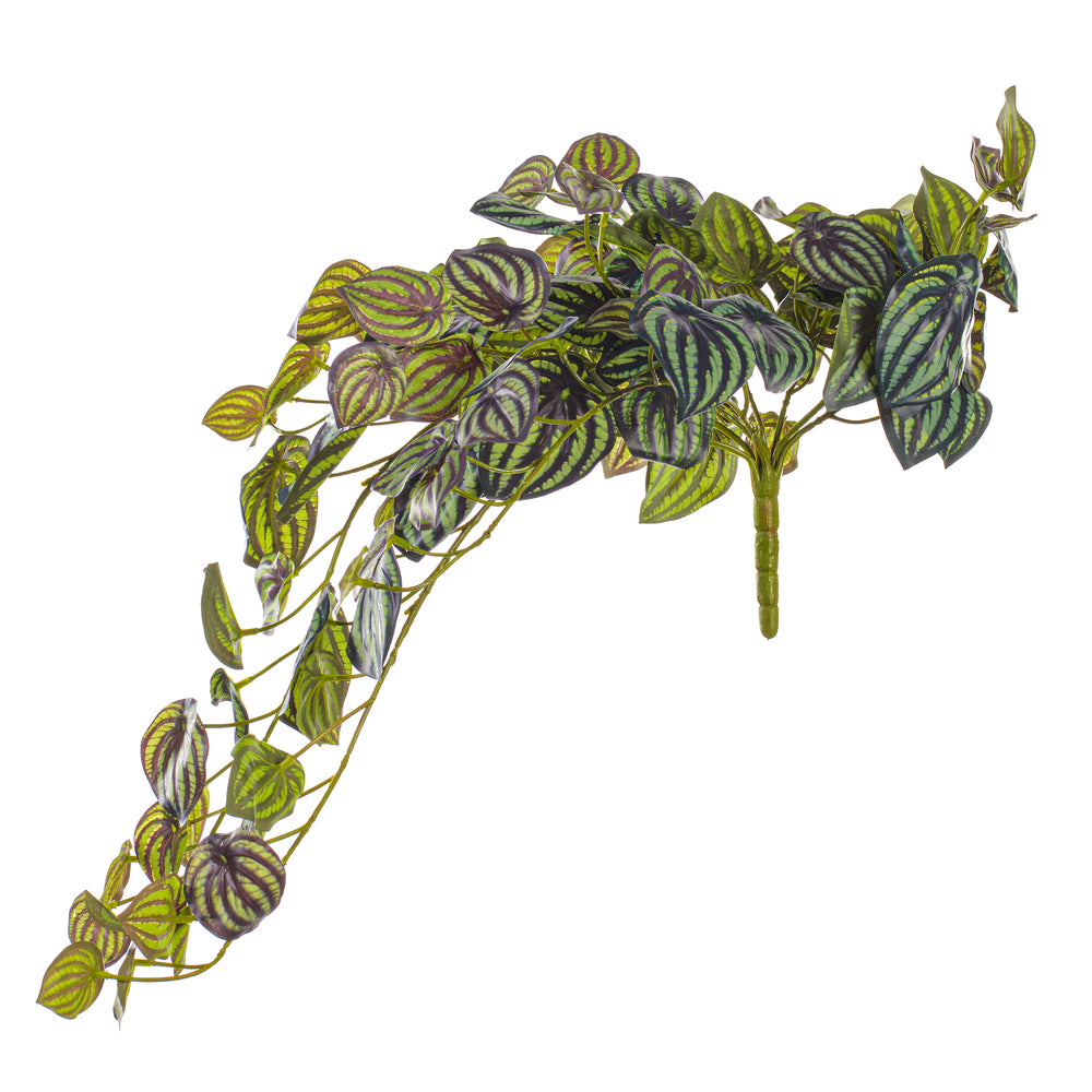 25” Peperomia Piccolo Bush UV