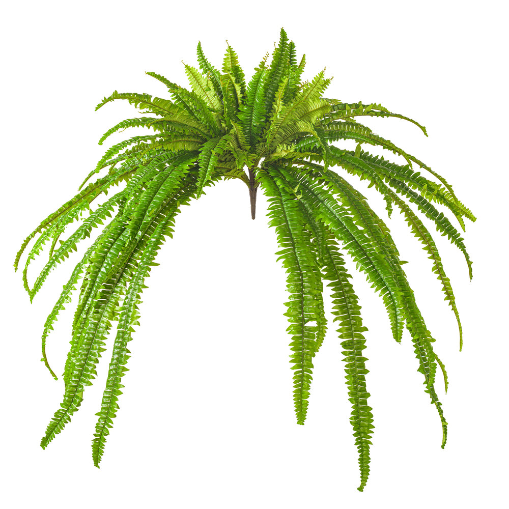 50” Green Boston Fern UV