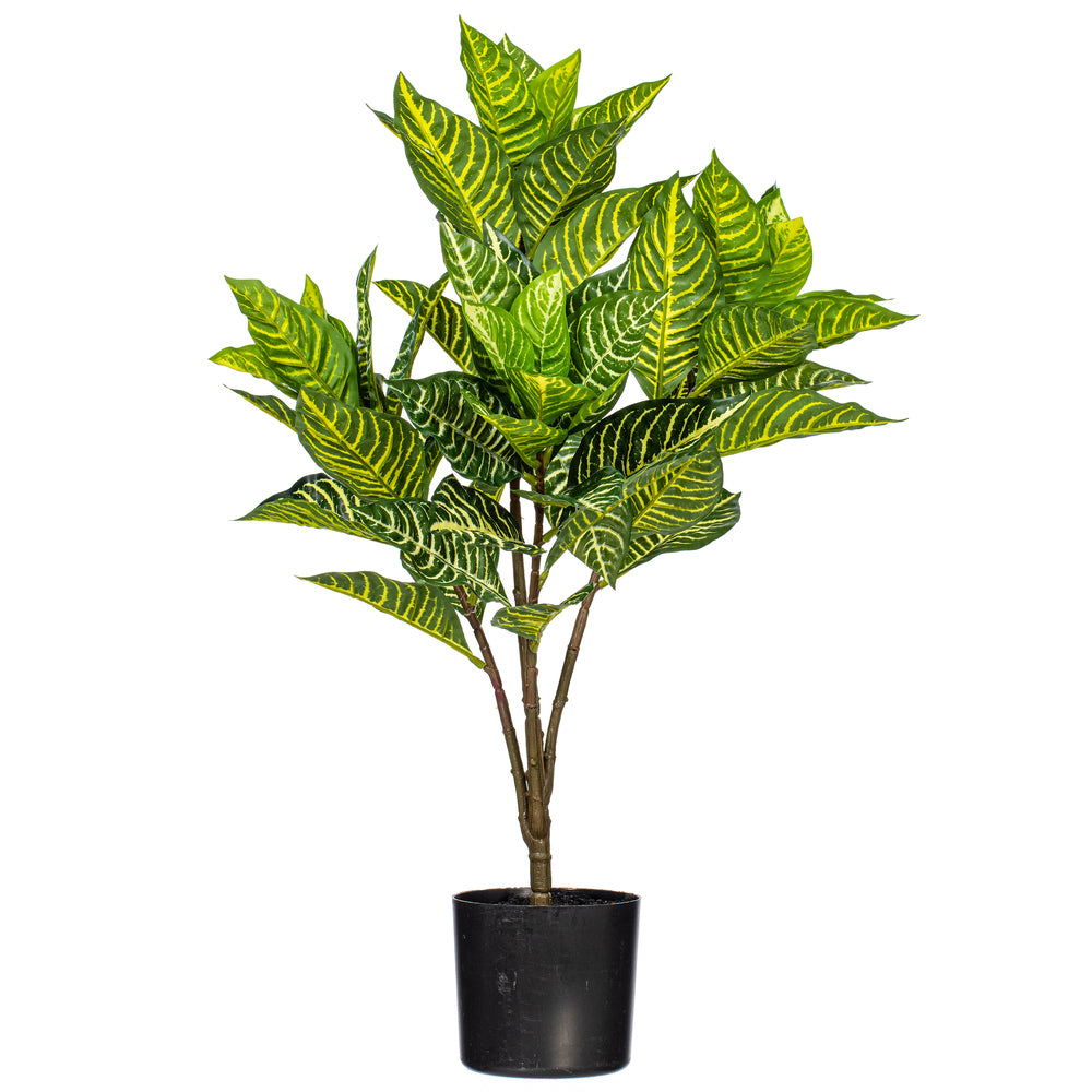 26″ Alocasia Zebra Potted Plant