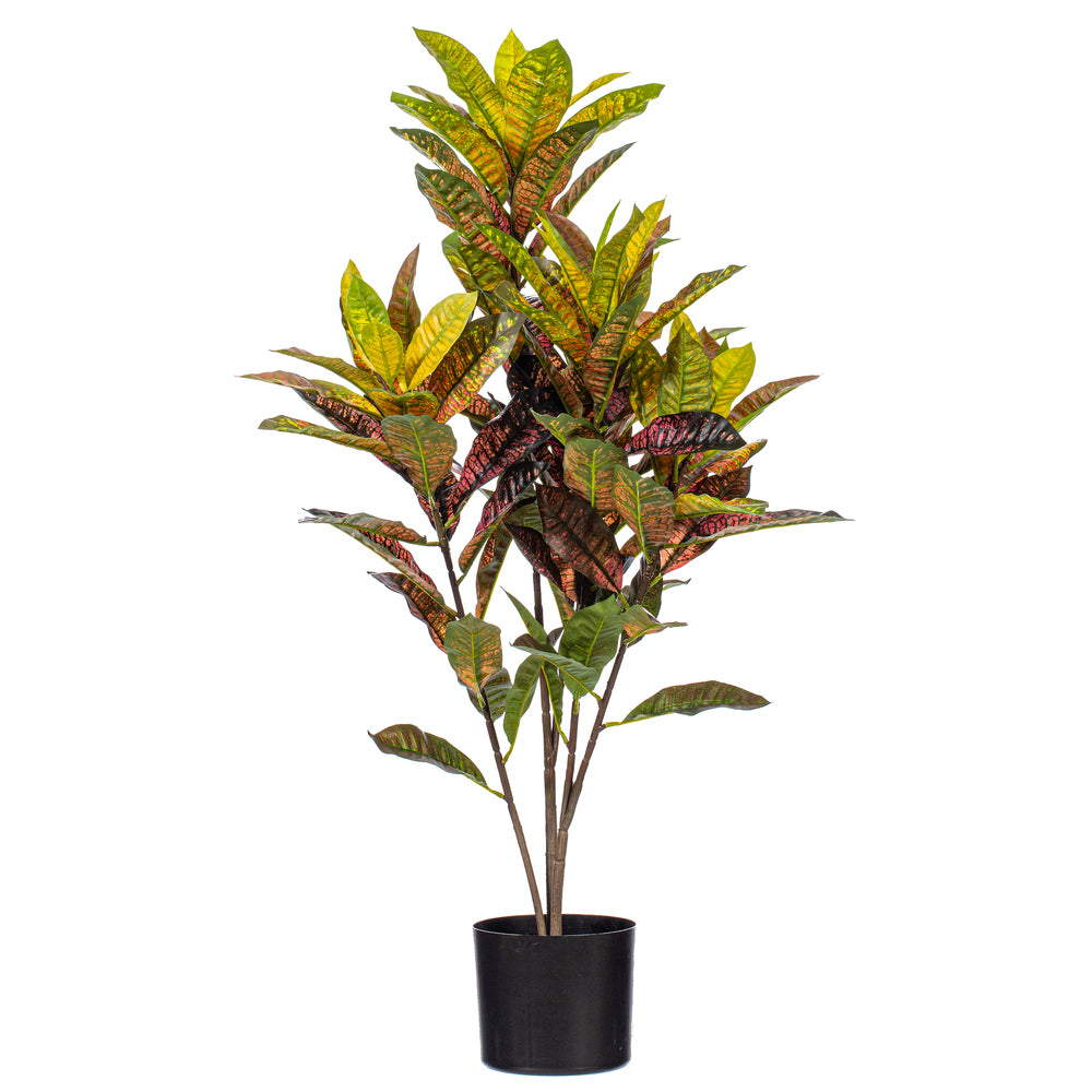 36″ Croton Potted Plant