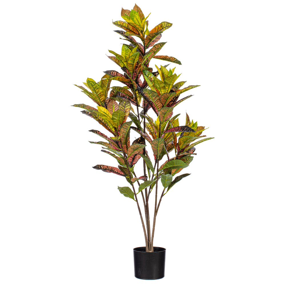 48″ Croton Potted Plant