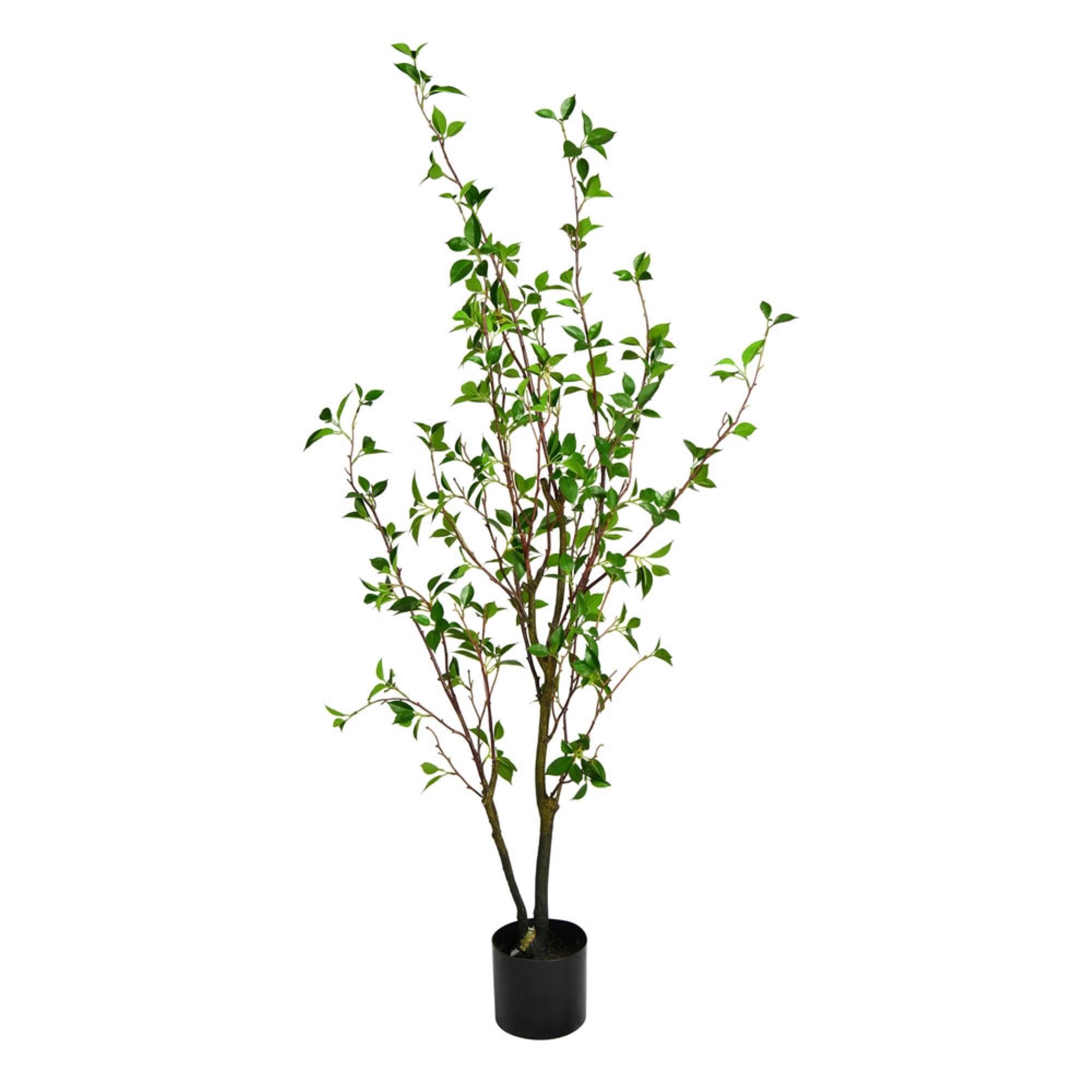 60” Potted Baby Leaf Tree