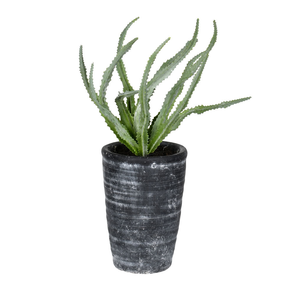 Vickerman 11” Green Gray Potted Haworthia - FV192011