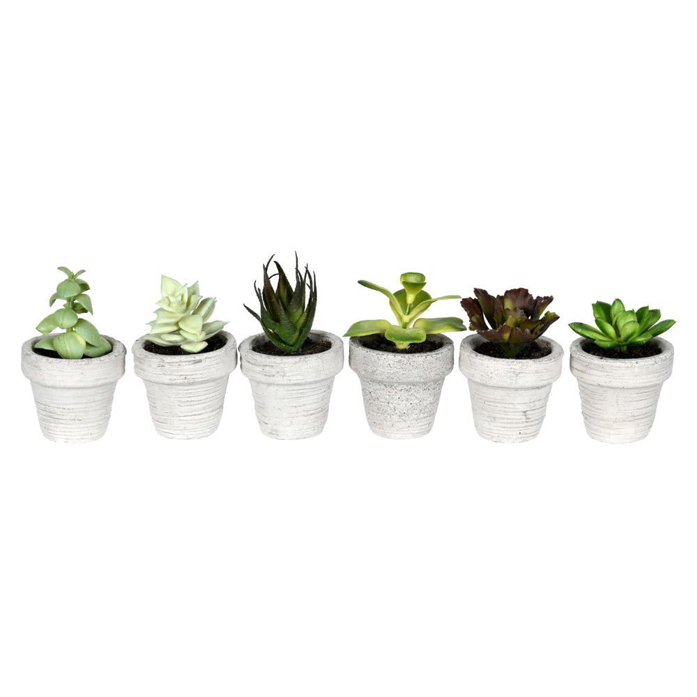 Vickerman 4” Green Potted Succulent 6/Pk Asst - FV192164