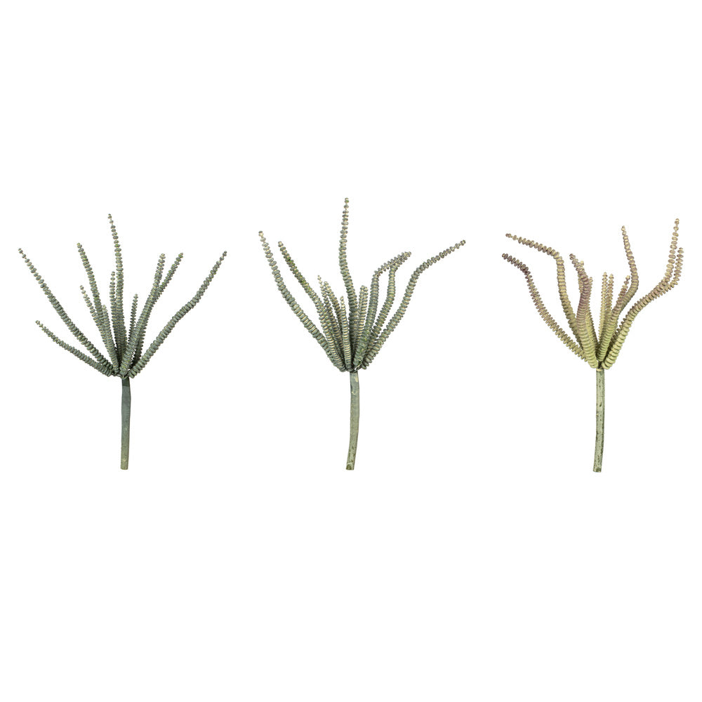 Vickerman 10.5” Green Haworthia Spray Asst 6/Pk - FV193510