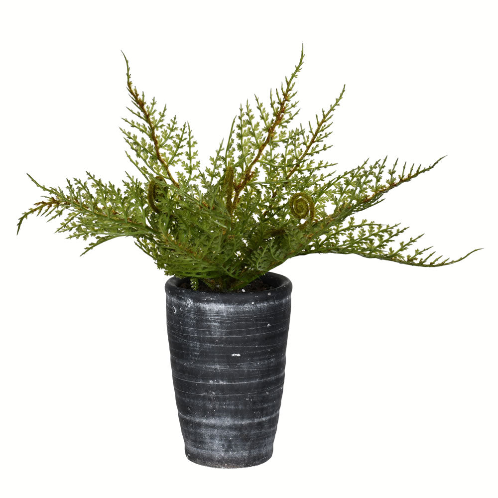 Vickerman 8.5” Green Potted Asparagus - FV196808