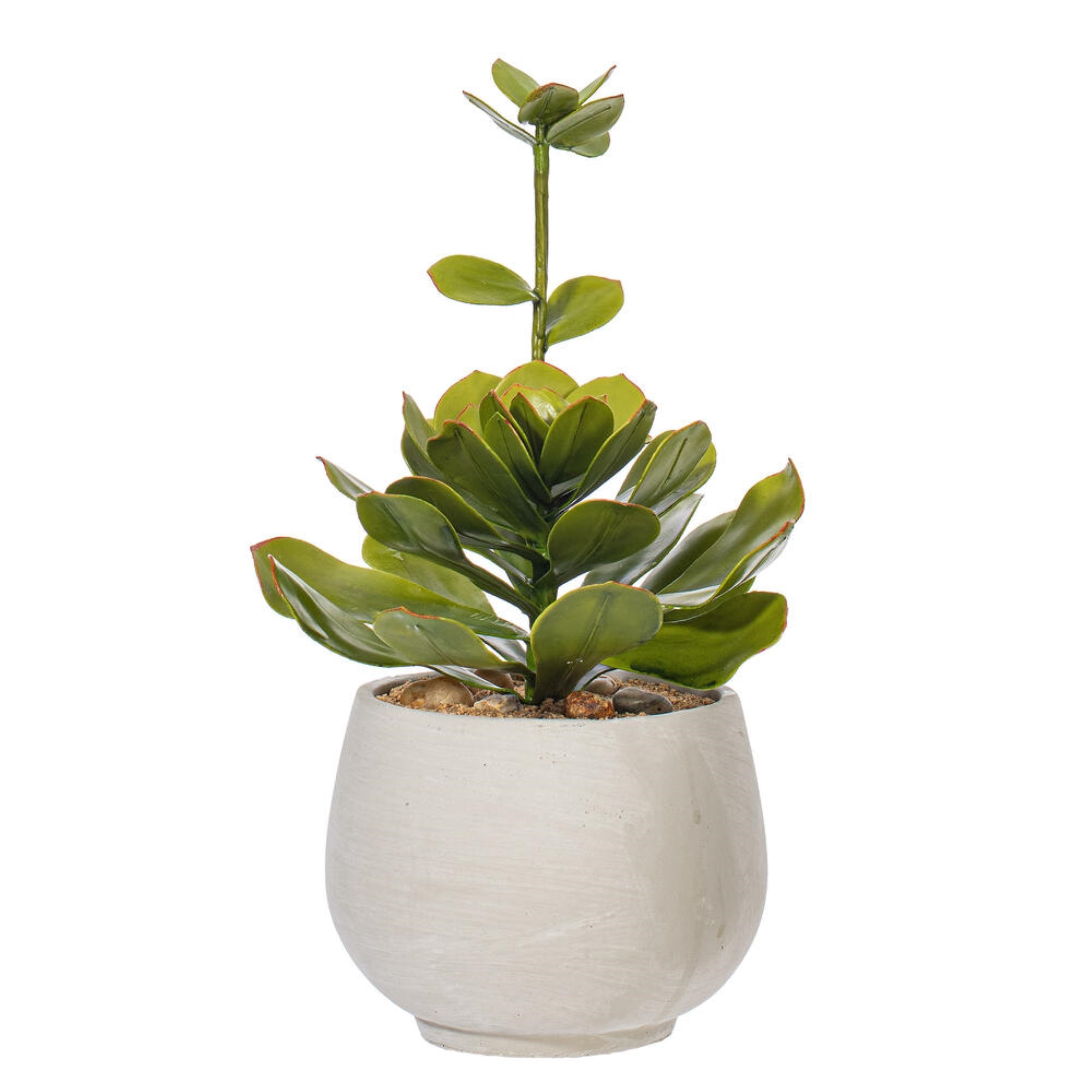 Vickerman 14.5” Artificial Light Green Echeveria Plant with Stalk in Cement Pot.