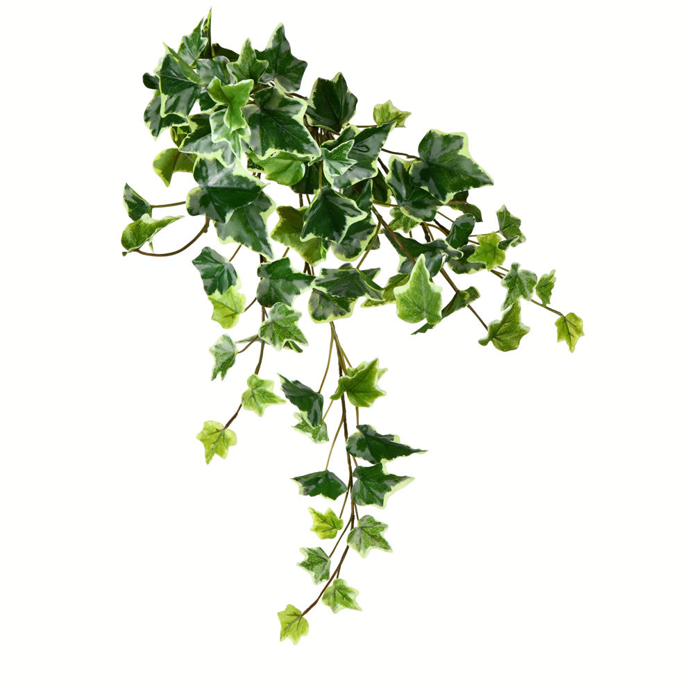 Vickerman 18” Varigated Green Ivy Hanging Bsh 3/Pk - FZ190218