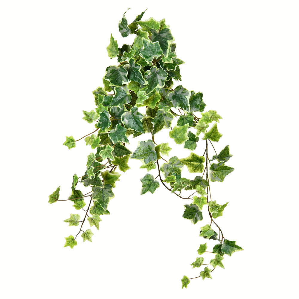 Vickerman 28” Varigated Green Ivy Hanging Bsh 2/Pk - FZ190228