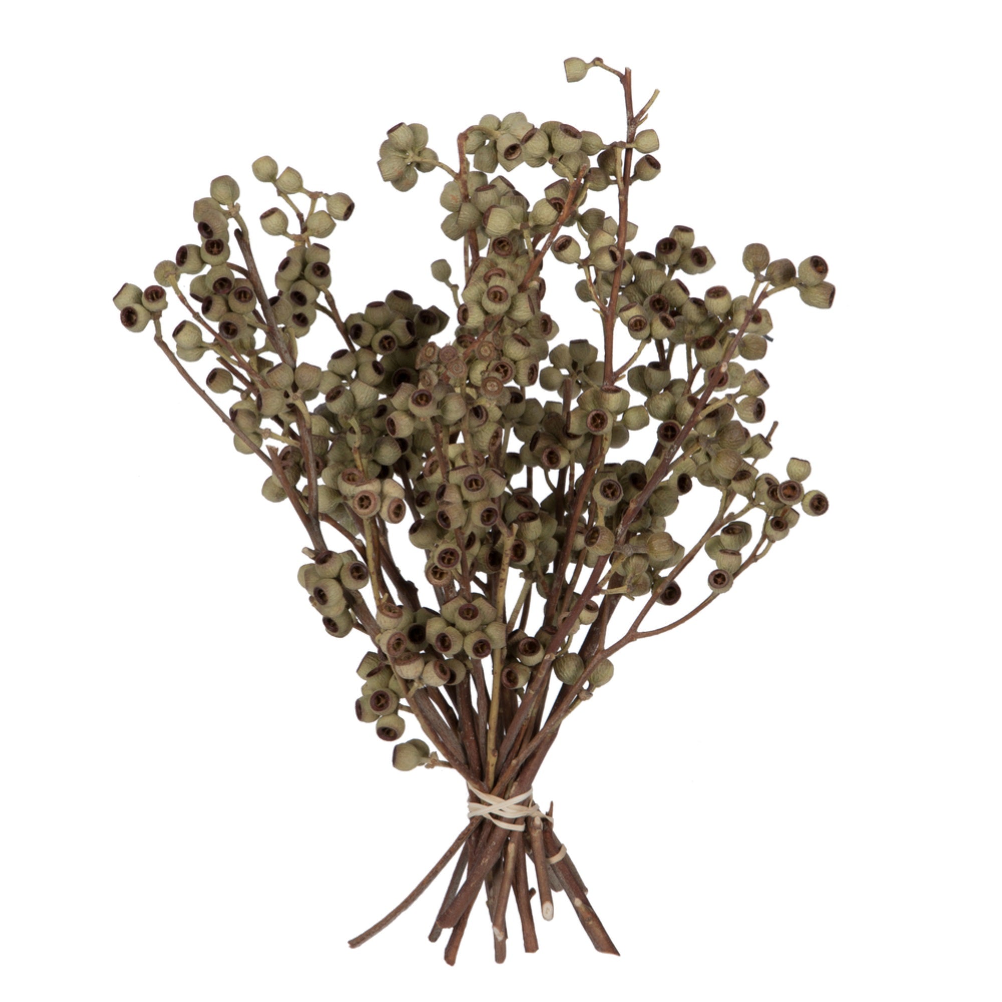 Vickerman Natural Botanicals 14” x 1-3” Natural Ambernut Branch