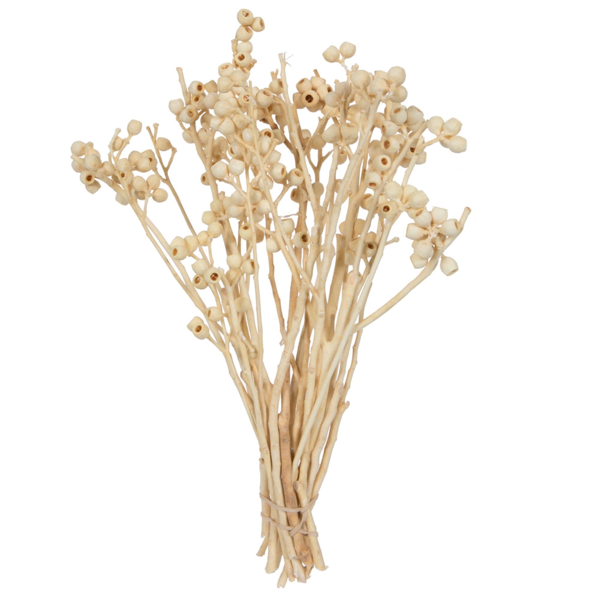 Vickerman Natural Botanicals 14” x 1-3” Bleached Ambernut Branch