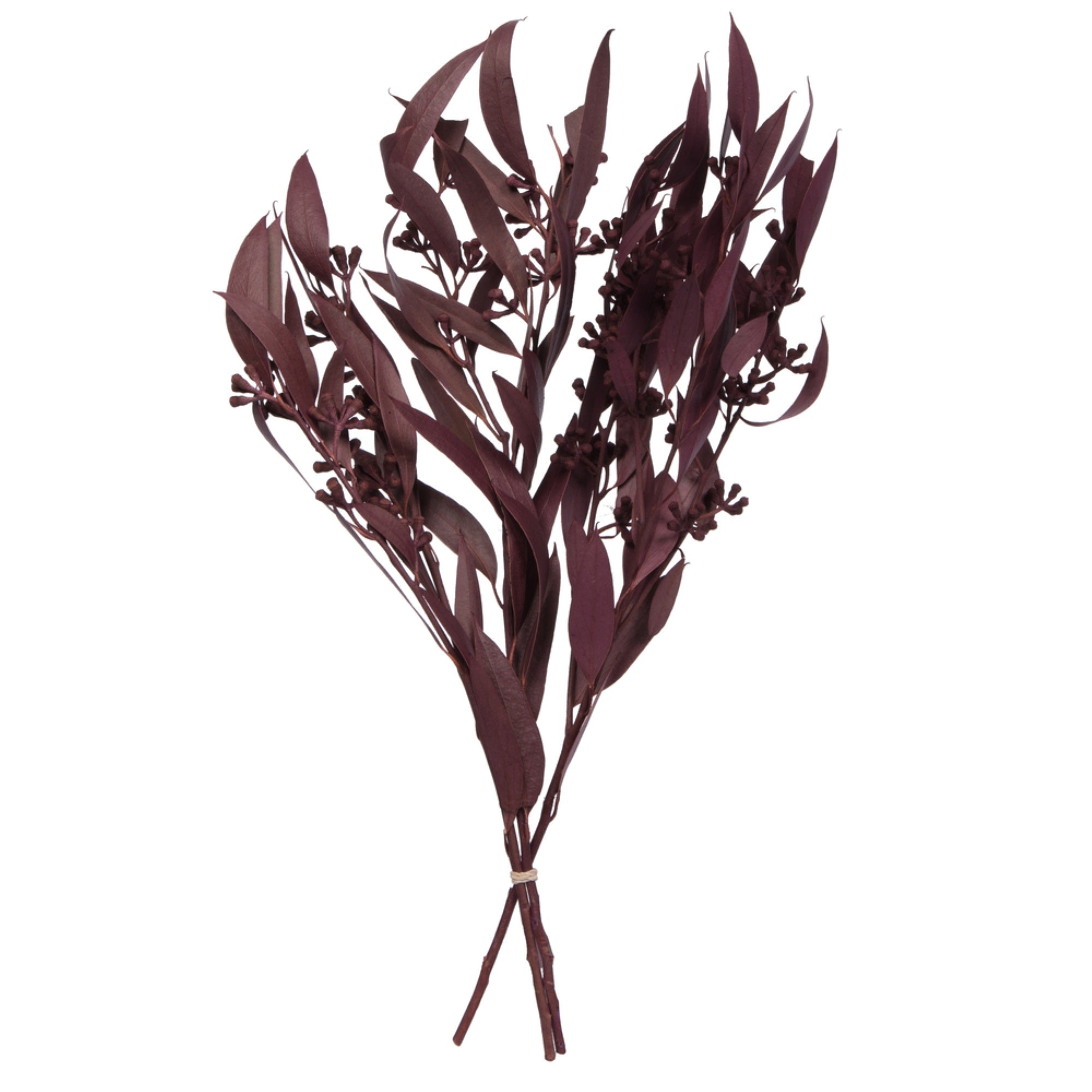 Vickerman Natural Botanicals 15-17” x 8” Natural Amber Fruit  Foliage - Brombeer