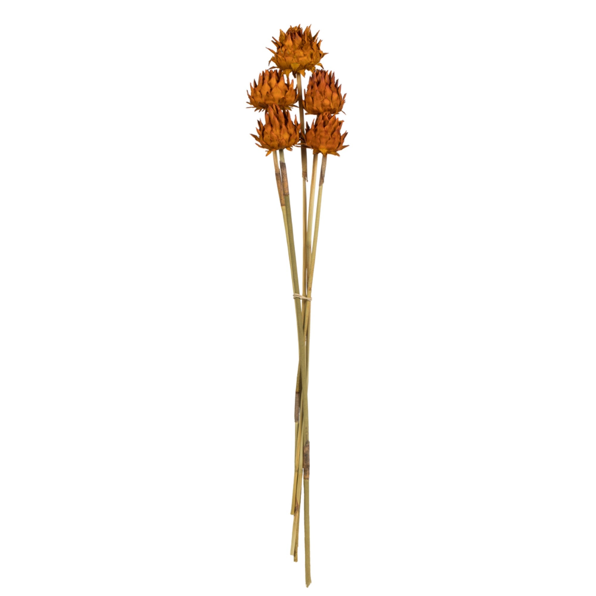 15”  Aspen Gold Artichoke on Stem 9/pk
