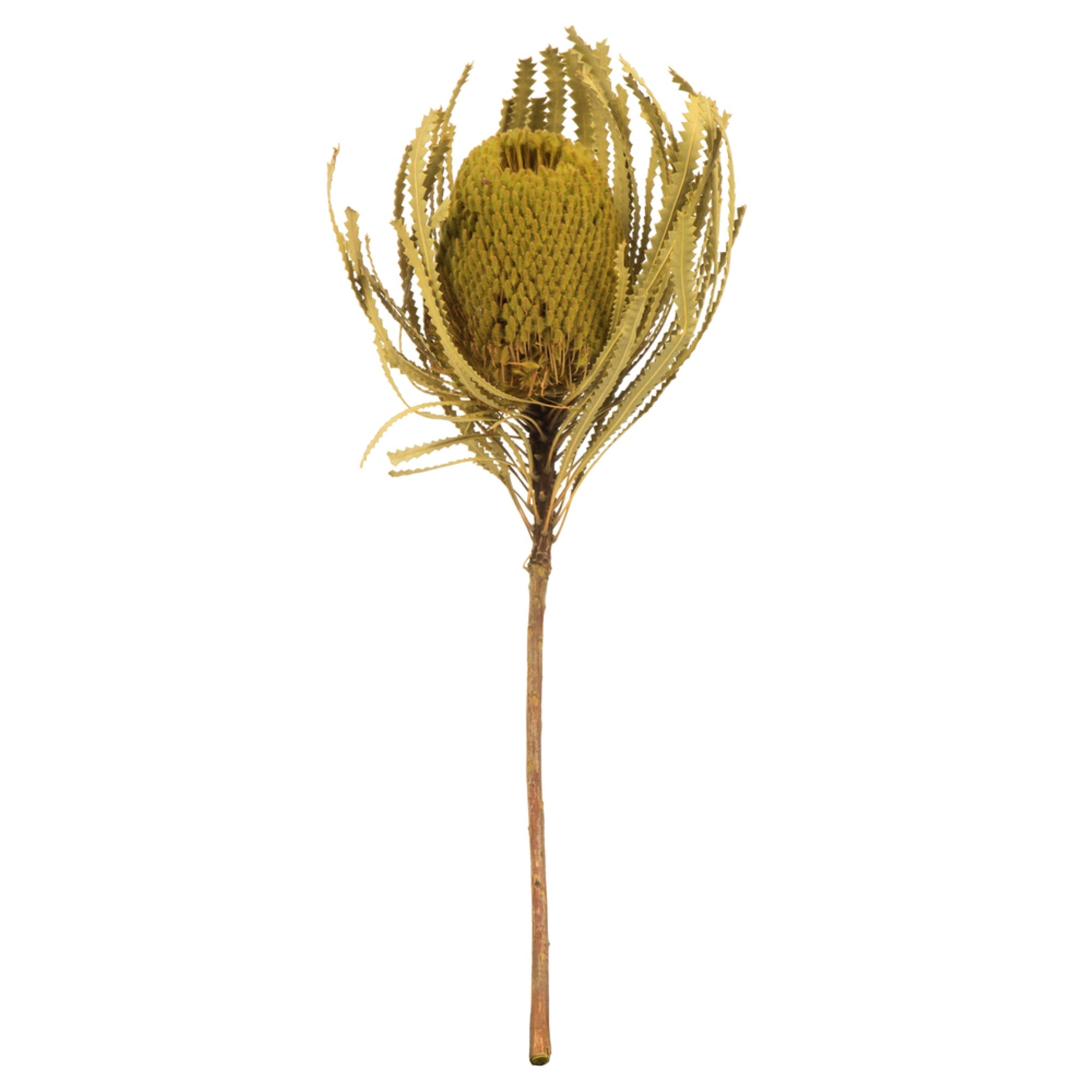 12” Basil Banksia Flower Stem 3/Pk