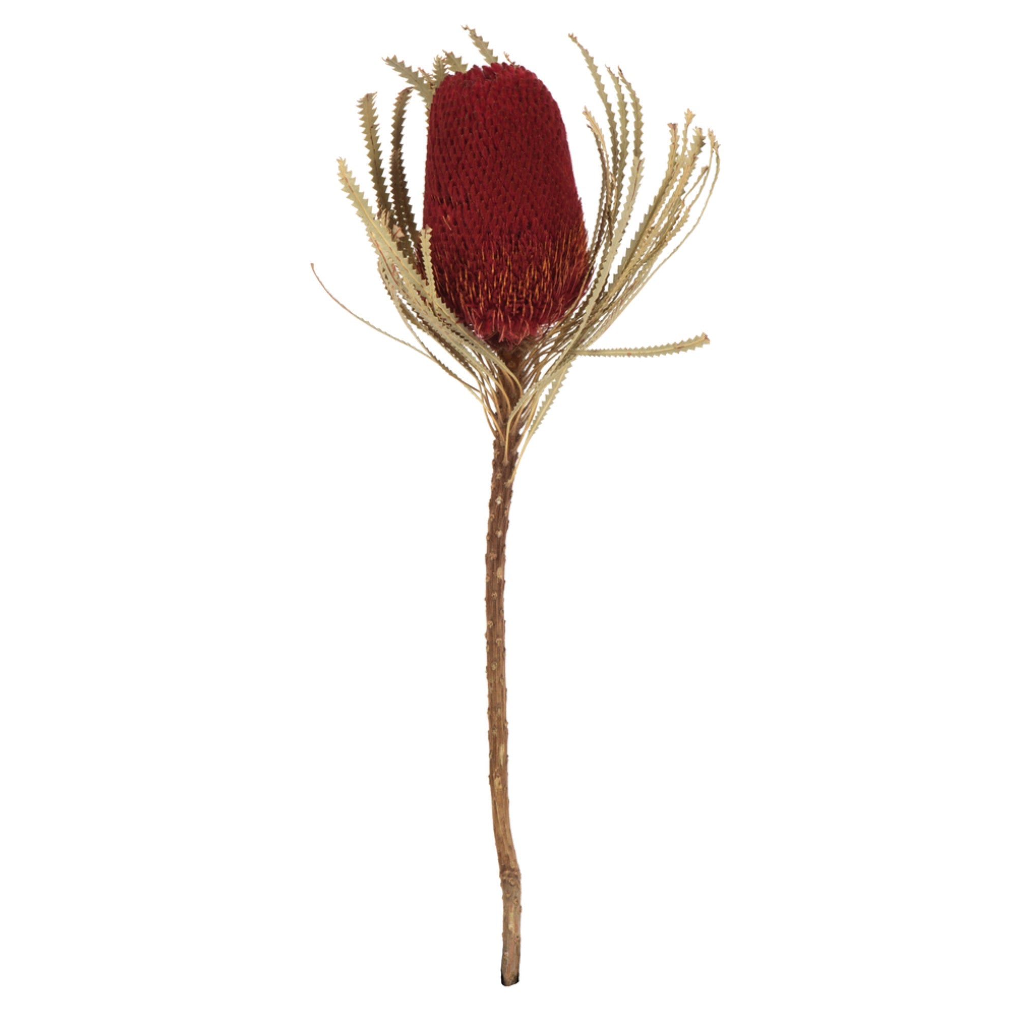 12” Red Banksia Flower Stem 3/Pk