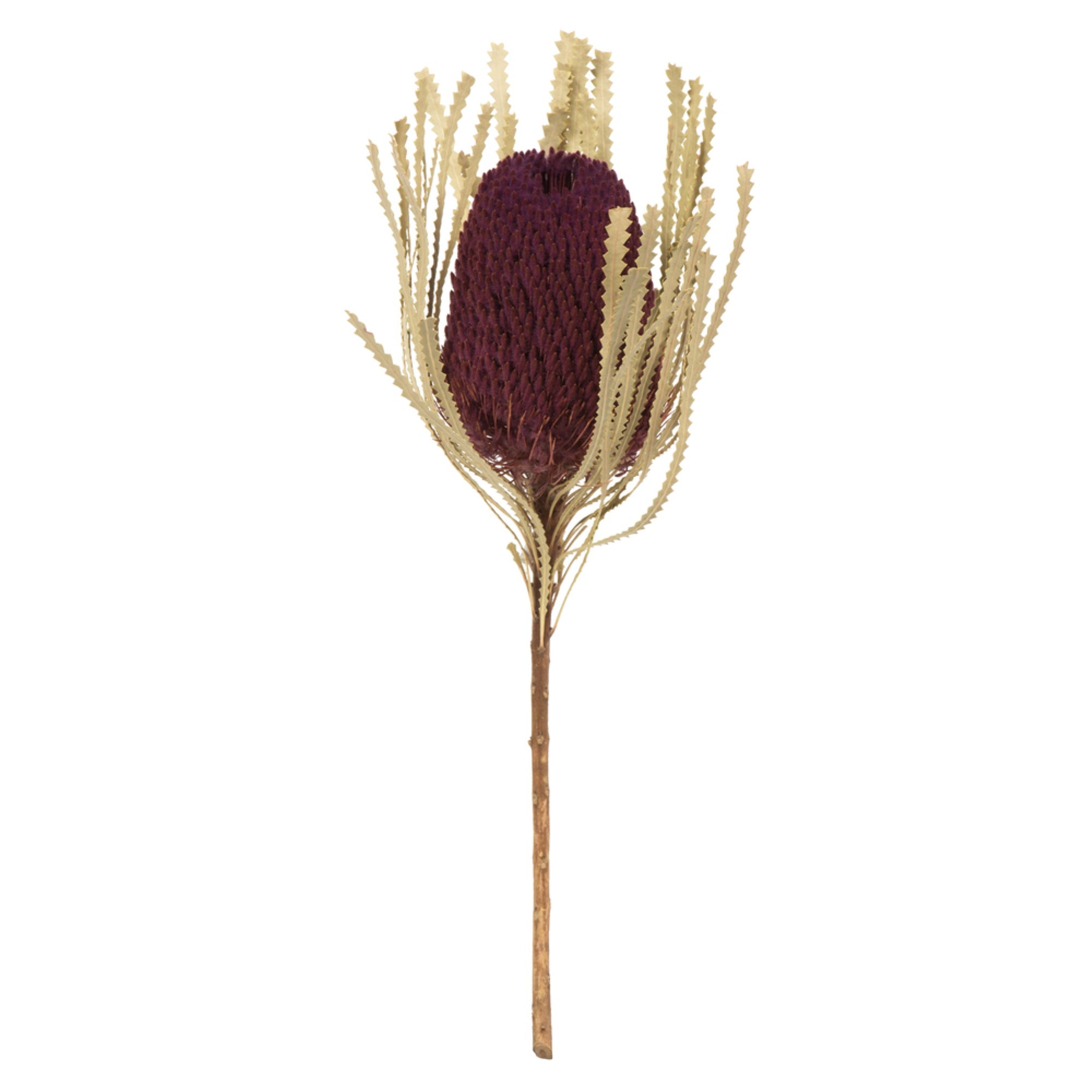 12” Violet Banksia Flower Stem 3/Pk