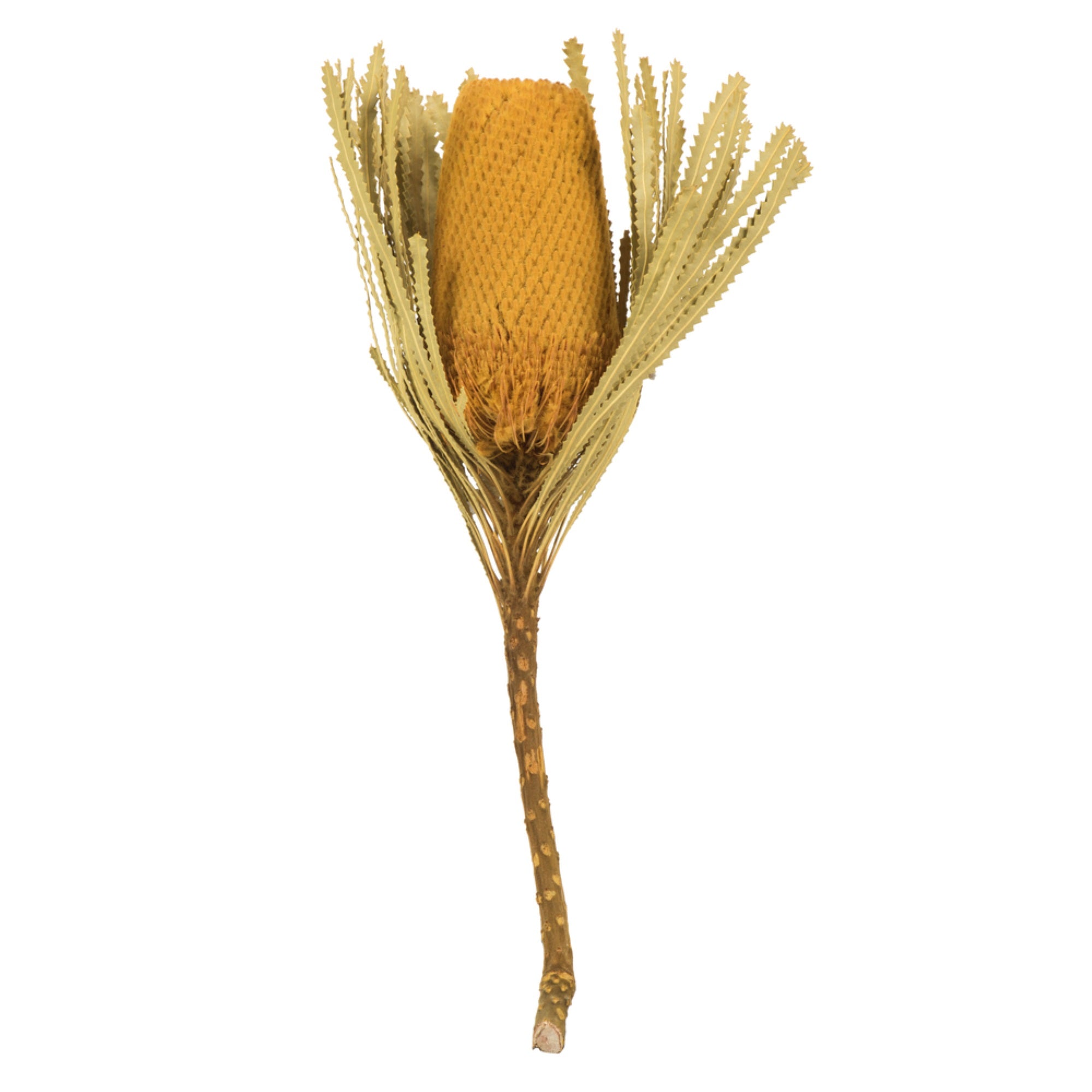 12” Yellow Banksia Flower Stem 3/Pk