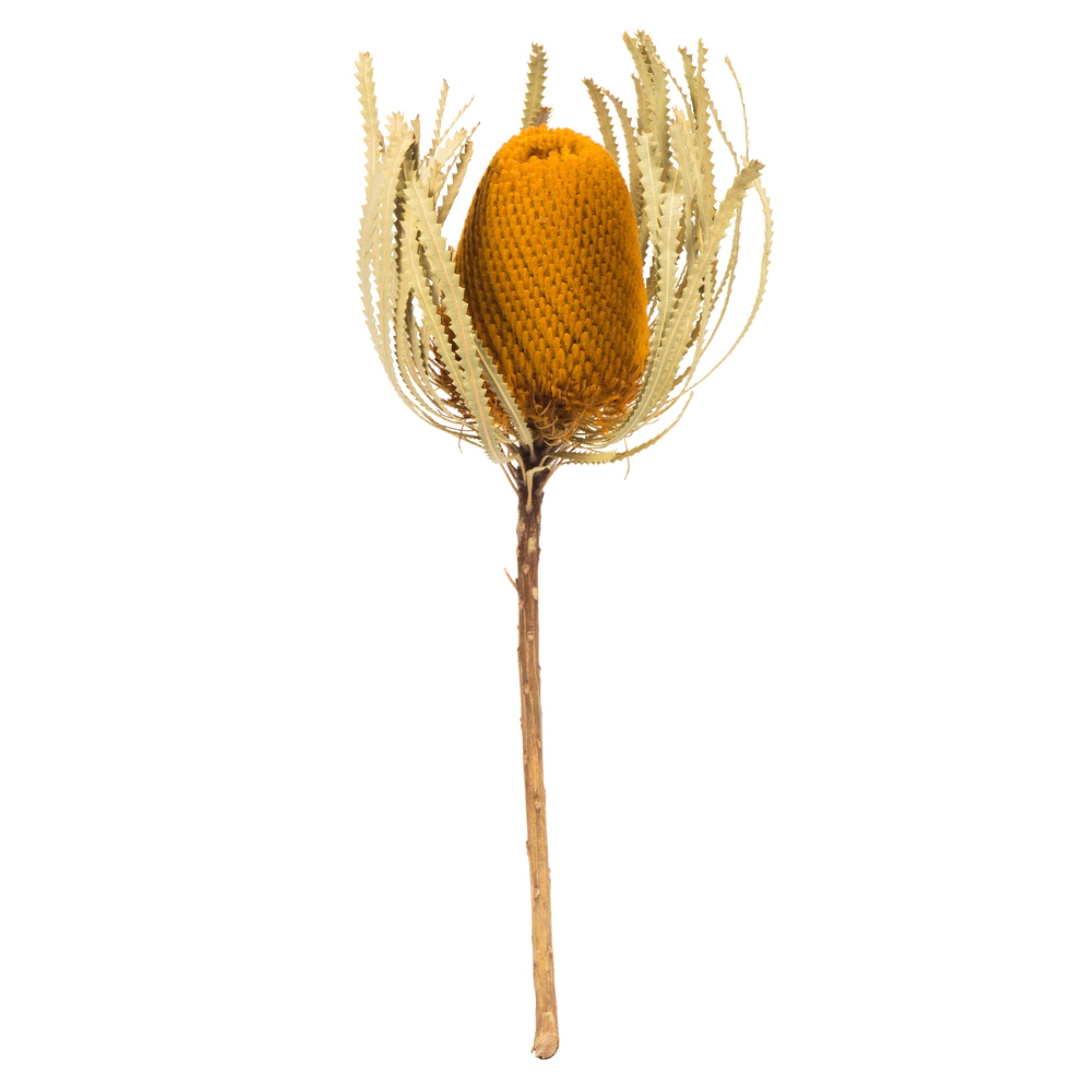 12” Aspen Gold Banksia Flower 3/Pk