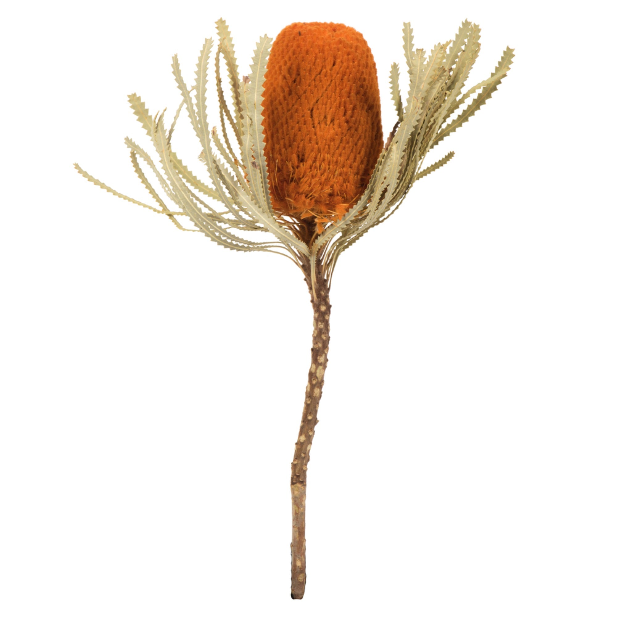 12” Autumn Banksia Flower Stem 3/Pk