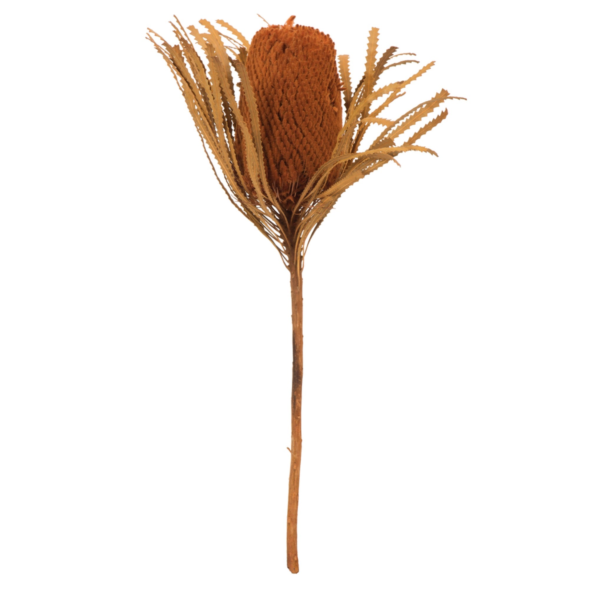 12” Autumn Banksia Dyed Foliage 3/Pk