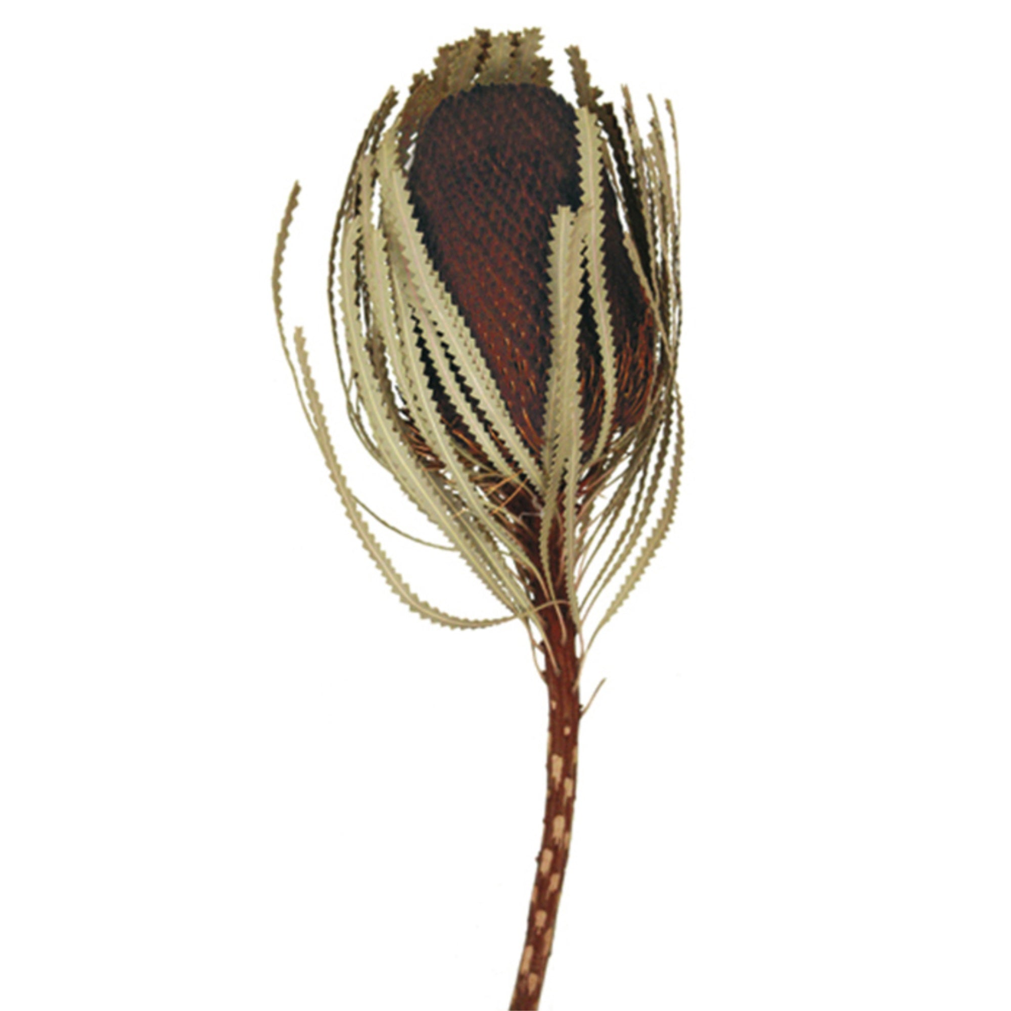 12” Brown Banksia Flower Stem 3/Pk