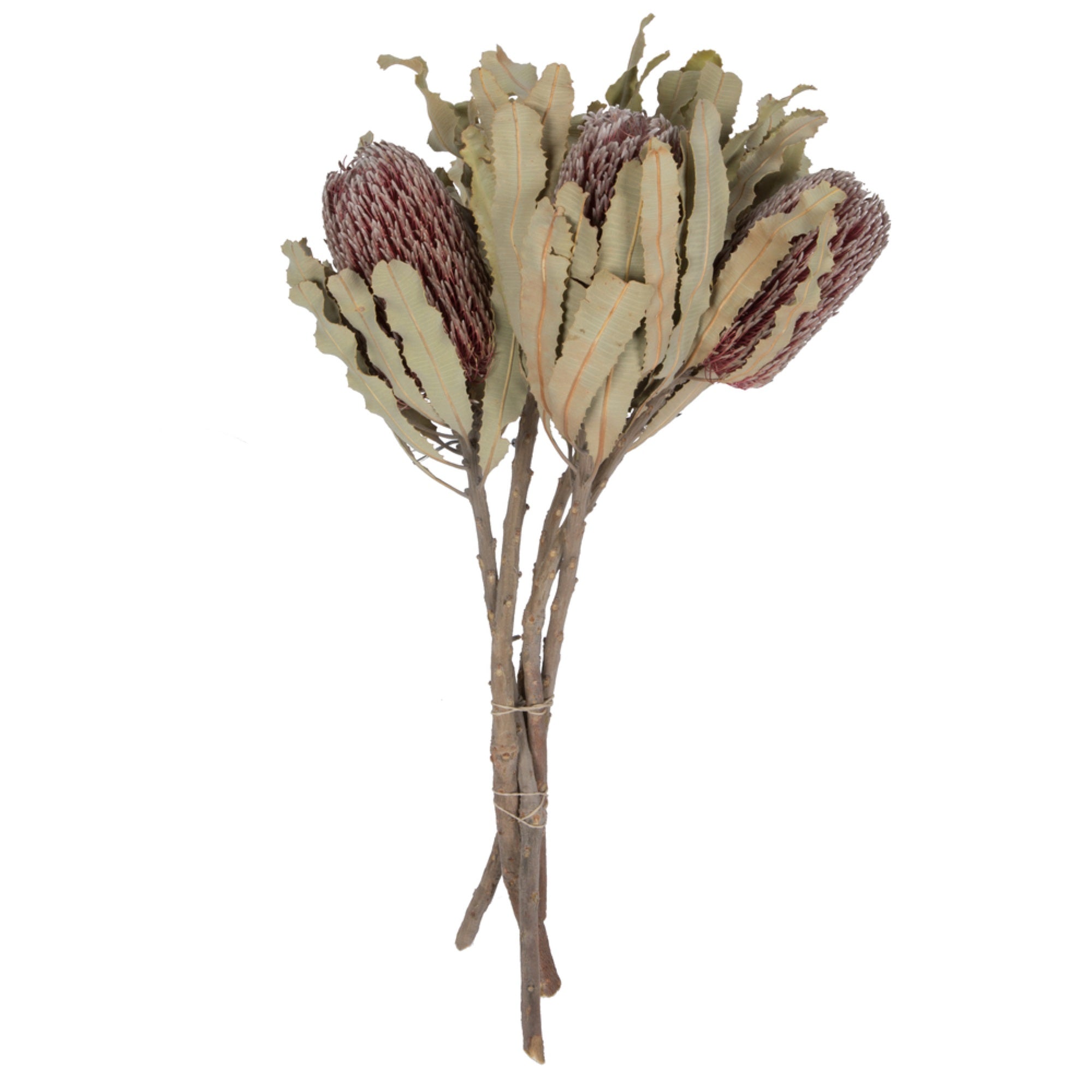 12” Nat Pink Banksia Menzi Flower 3/Pk