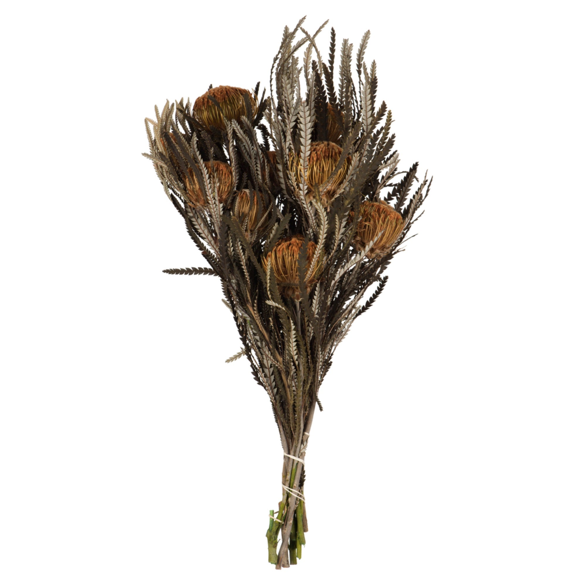 12” Autumn Banksia Foliage Flower 4oz