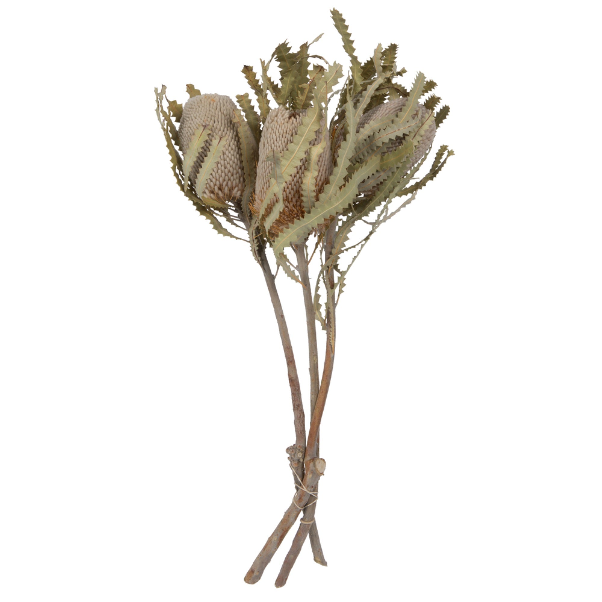 15-18”x3” Banksia Prionote 3 Head Bunch