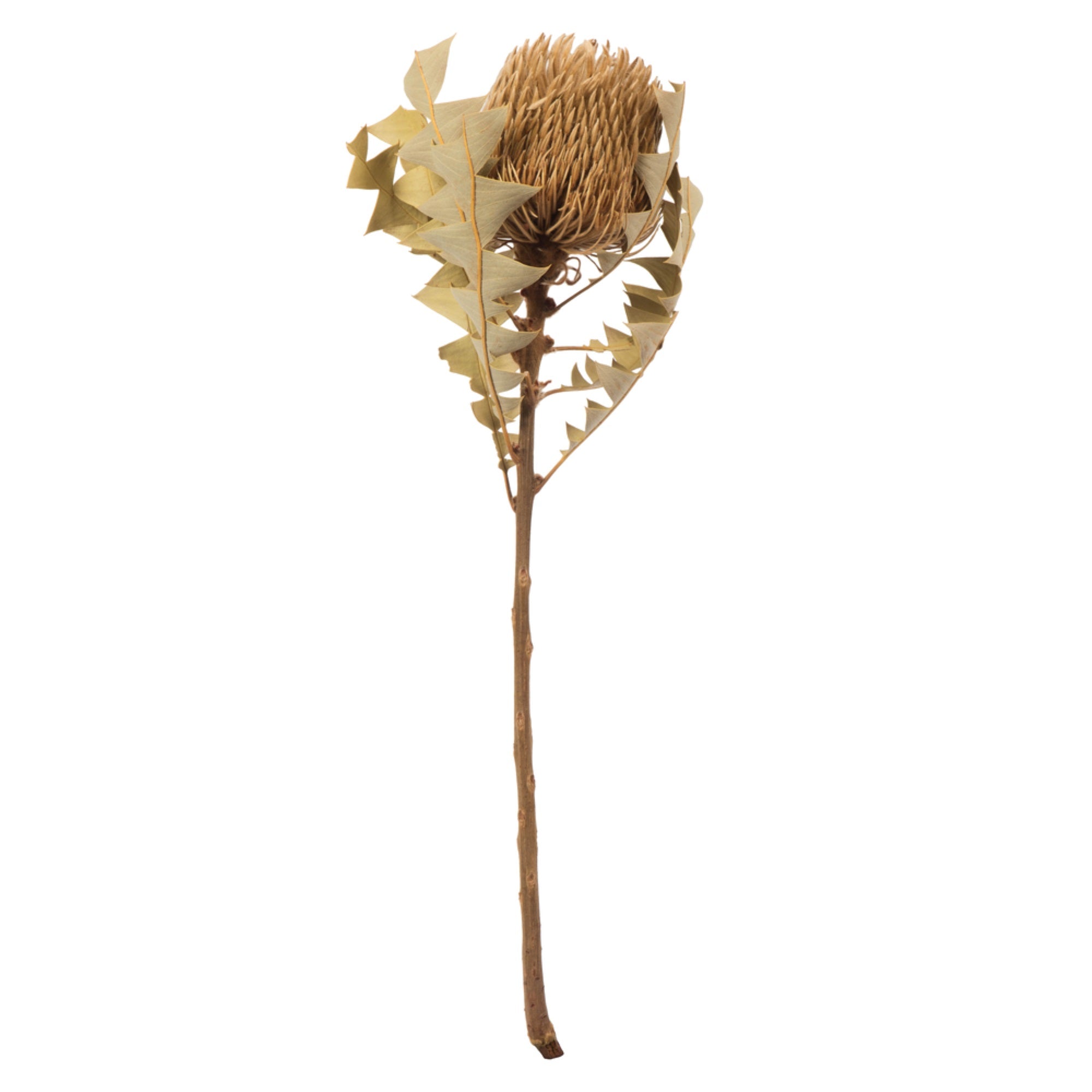 Vickerman 12” Natural Baxteri (Banksia) Flower with Stem. Includes 25 Stems per Pack. Dried