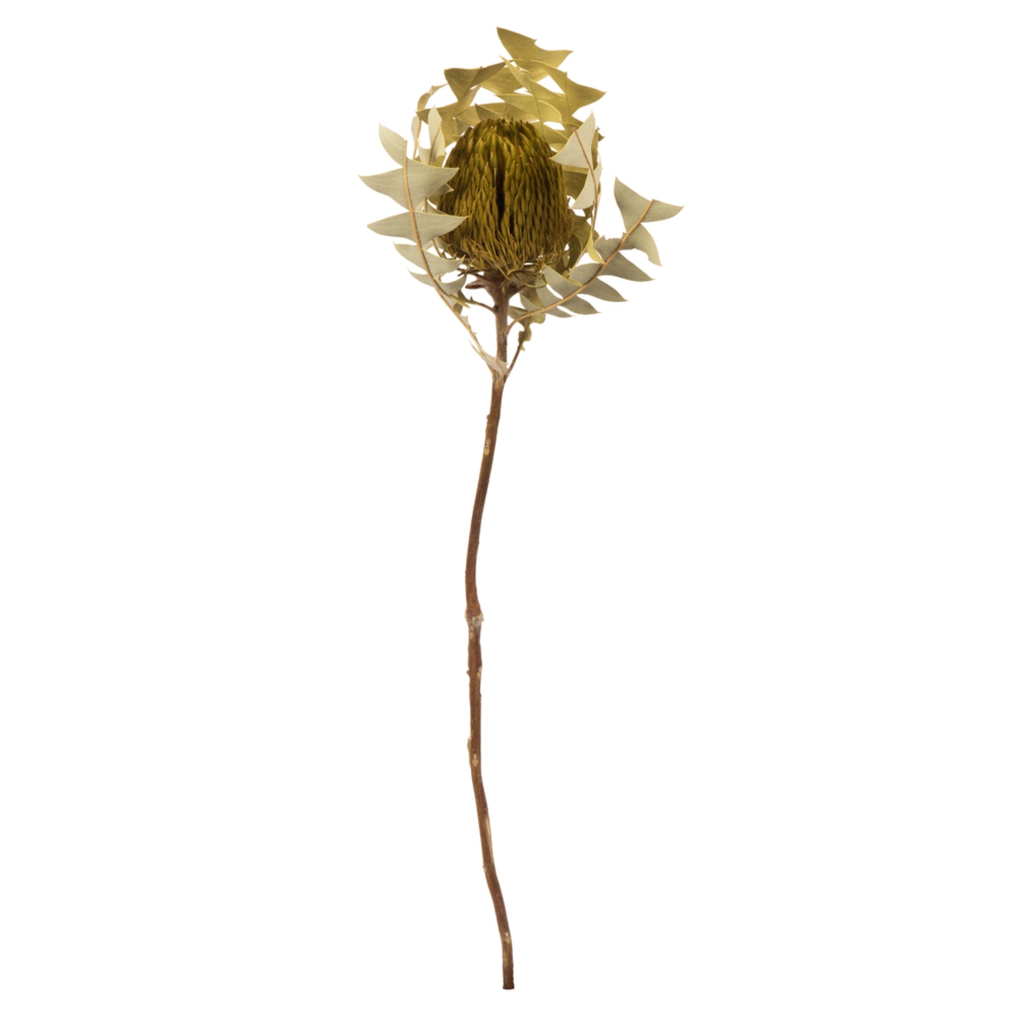 12”  Basil Baxteri Flower 3/Pk