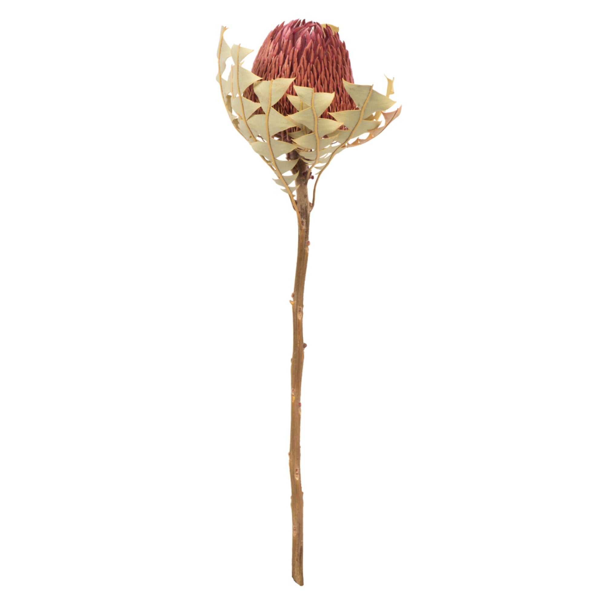 12” Erica Pink Baxteri Flower 3/Pk