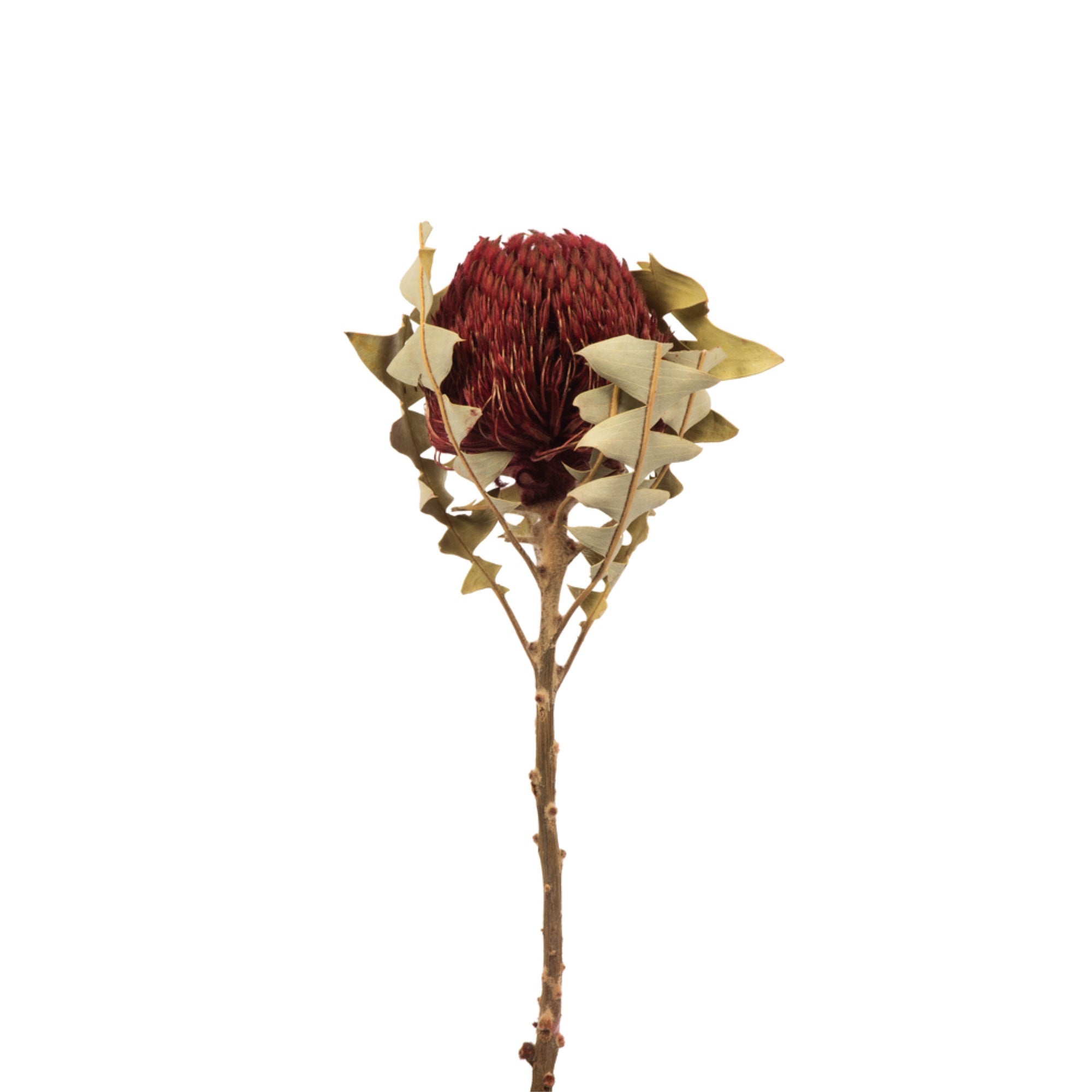 12” Red Baxteri Flower 3/Pk