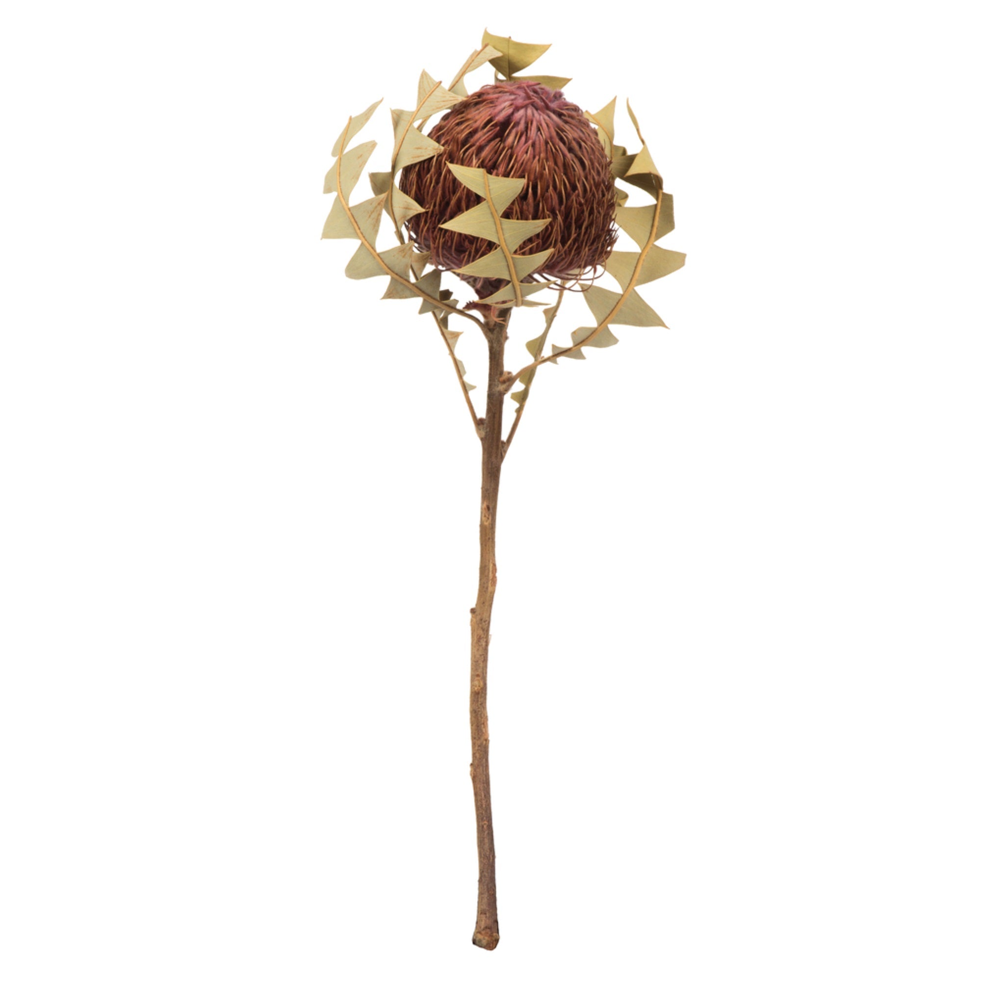 12” Purple Orch Baxteri Flower 3/Pk