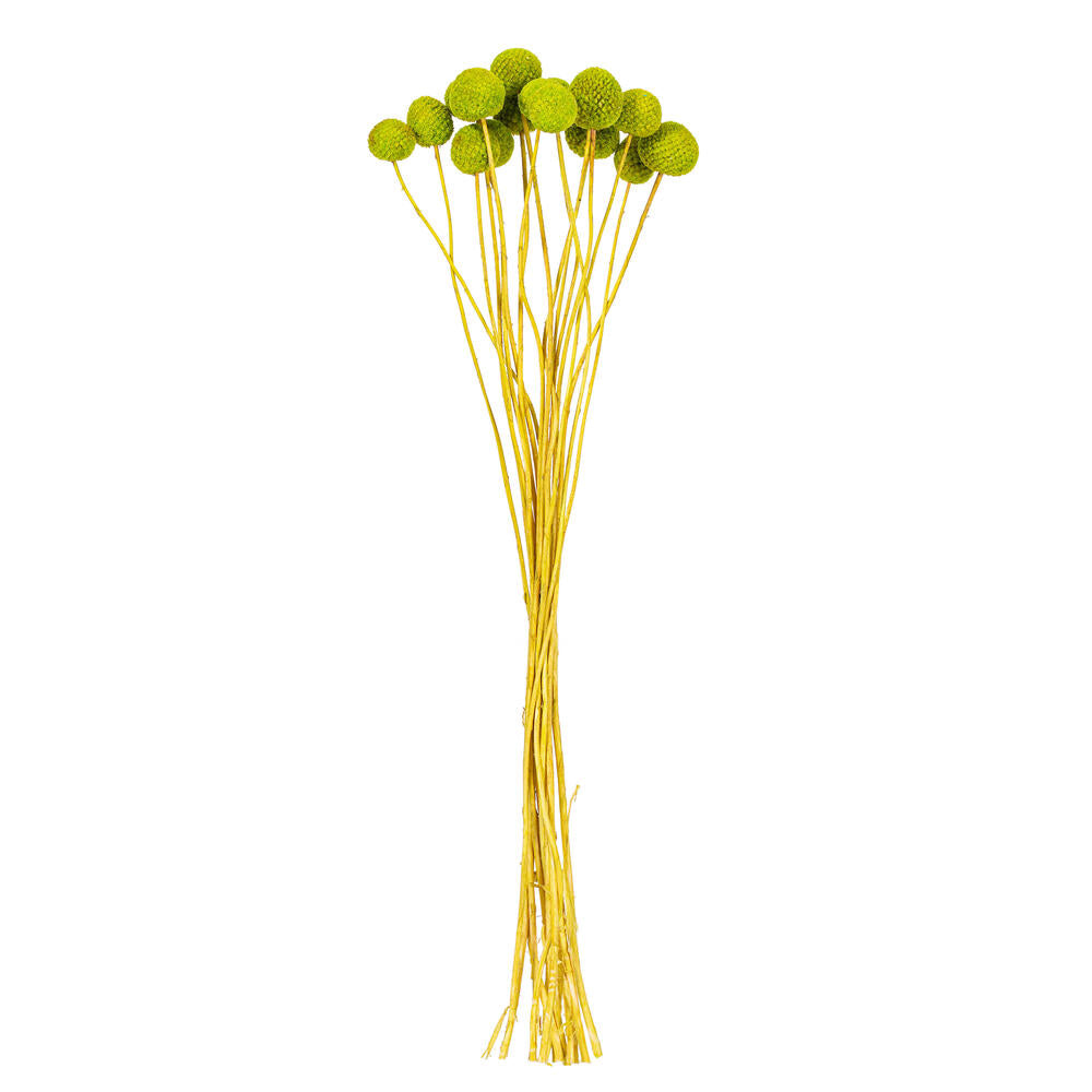 16-20” Lime Green Craspedia 1.75oz Bnch