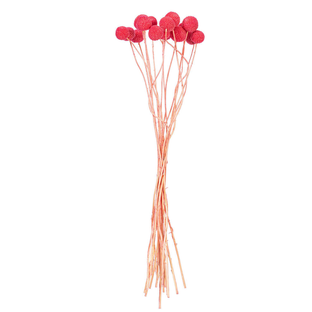 16-20” Pink Craspedia 1.75 oz Bunch